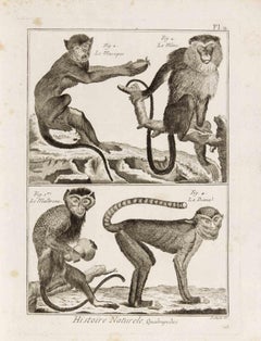Le Malbrouc, Le Macaque, La Mone et La Diane-Etching by Pietro Scattaglia - 1775