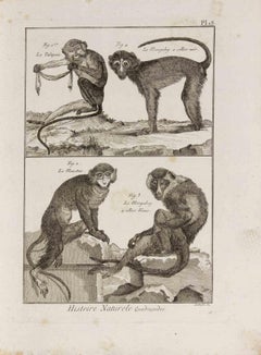 Le Talapoin, Le Moustac, Le Mangabey à... - Etching by Pietro Scattaglia - 1775
