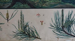Pine, Rare Vintage Botanical Wallchart