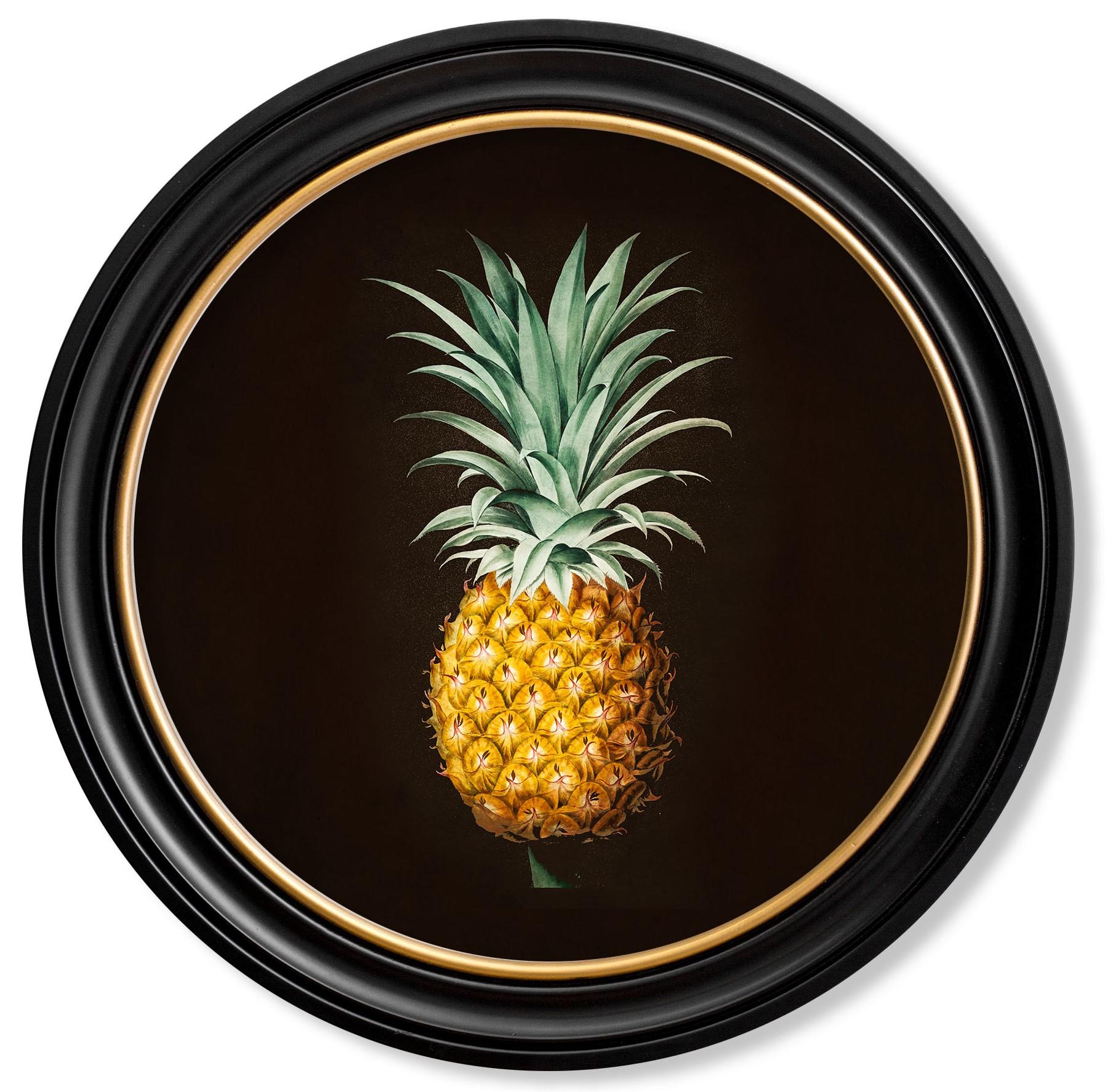 This is a delightful round framed print of a Pineapple study originally from a hand coloured early 19th Century French botanical illustration.

Prints of this style were originally printed in black and white and then hand painted over the top to