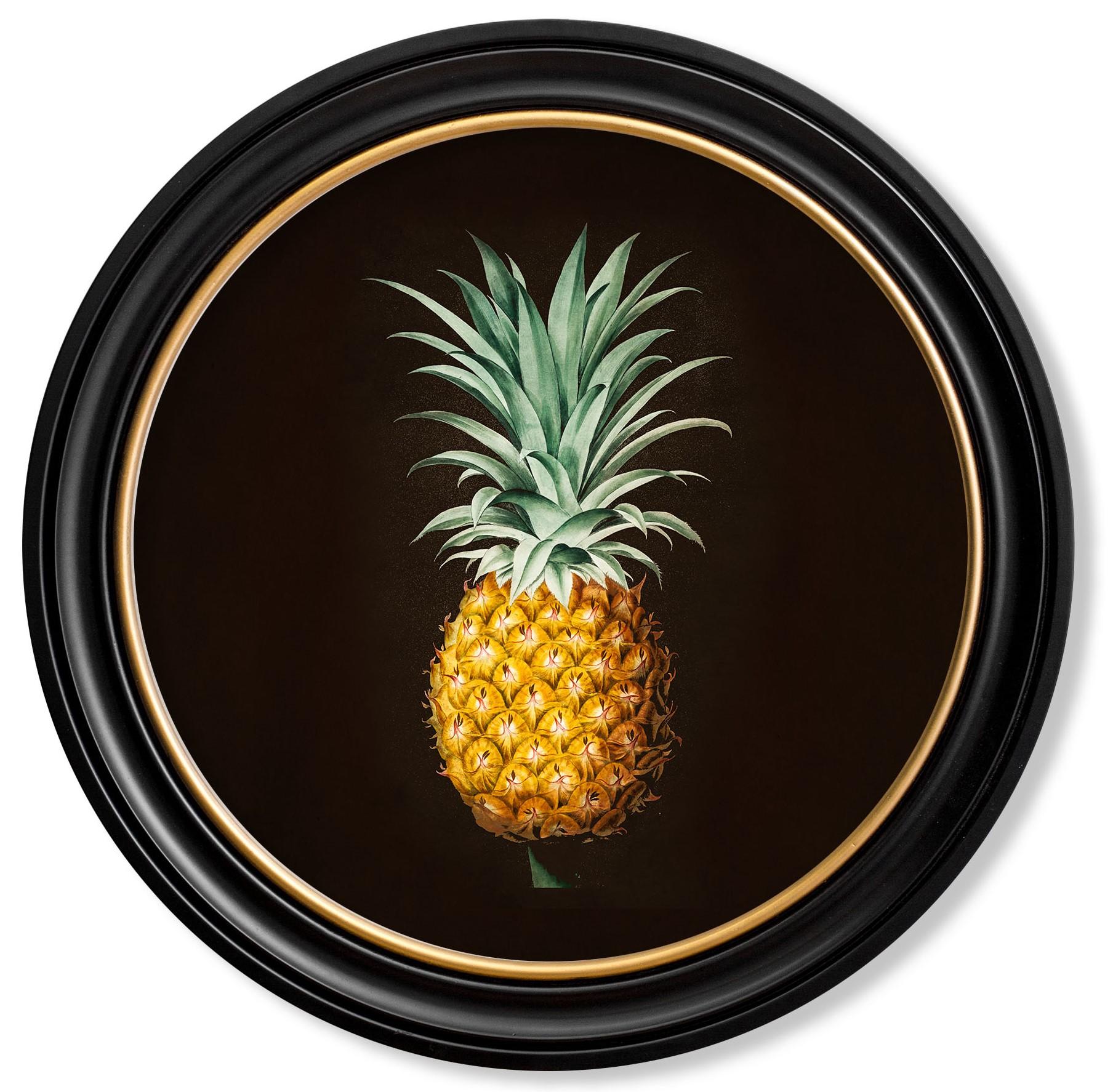 Si tratta di una deliziosa stampa rotonda incorniciata di uno studio di ananas, originariamente tratto da un'illustrazione botanica francese dell'inizio del XIX secolo colorata a mano.

Le stampe di questo stile venivano originariamente stampate in