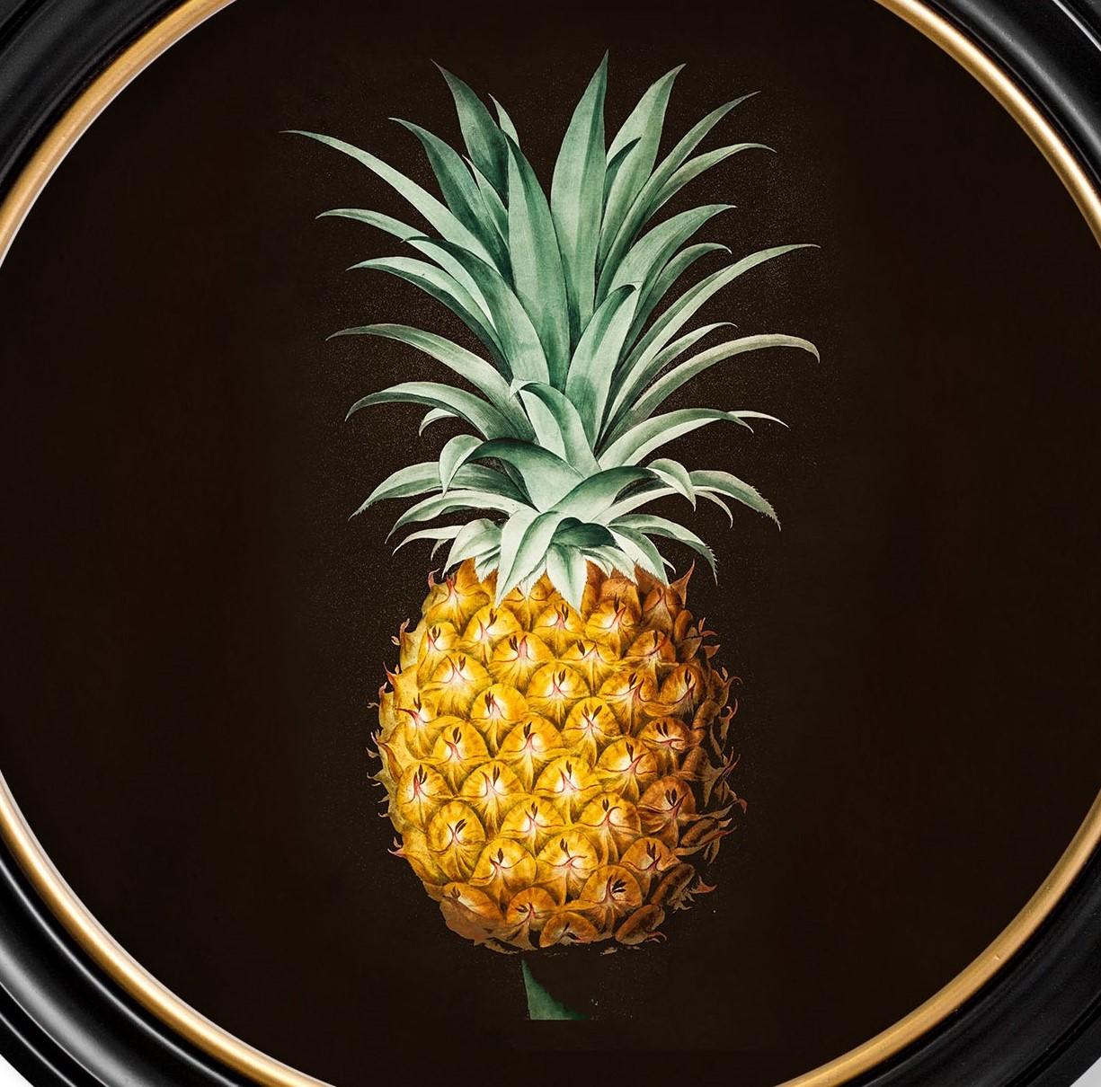 Georgiano Studio botanico di ananas incorniciato Stampa da originale francese del 1812,  Nuovo in vendita
