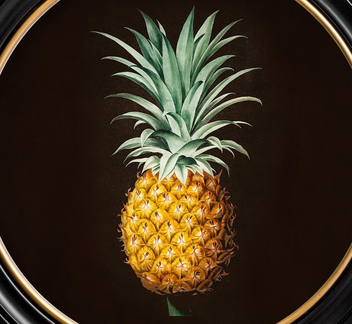 Britannico Studio botanico di ananas incorniciato Stampa da originale francese del 1812,  Nuovo in vendita