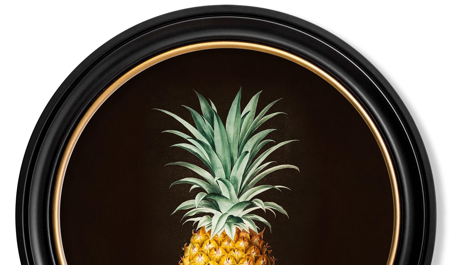 Studio botanico di ananas incorniciato Stampa da originale francese del 1812,  Nuovo In condizioni ottime in vendita a Lincoln, Lincolnshire