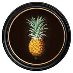 Pineapple botanical study framed Print from French original of 1812,  New