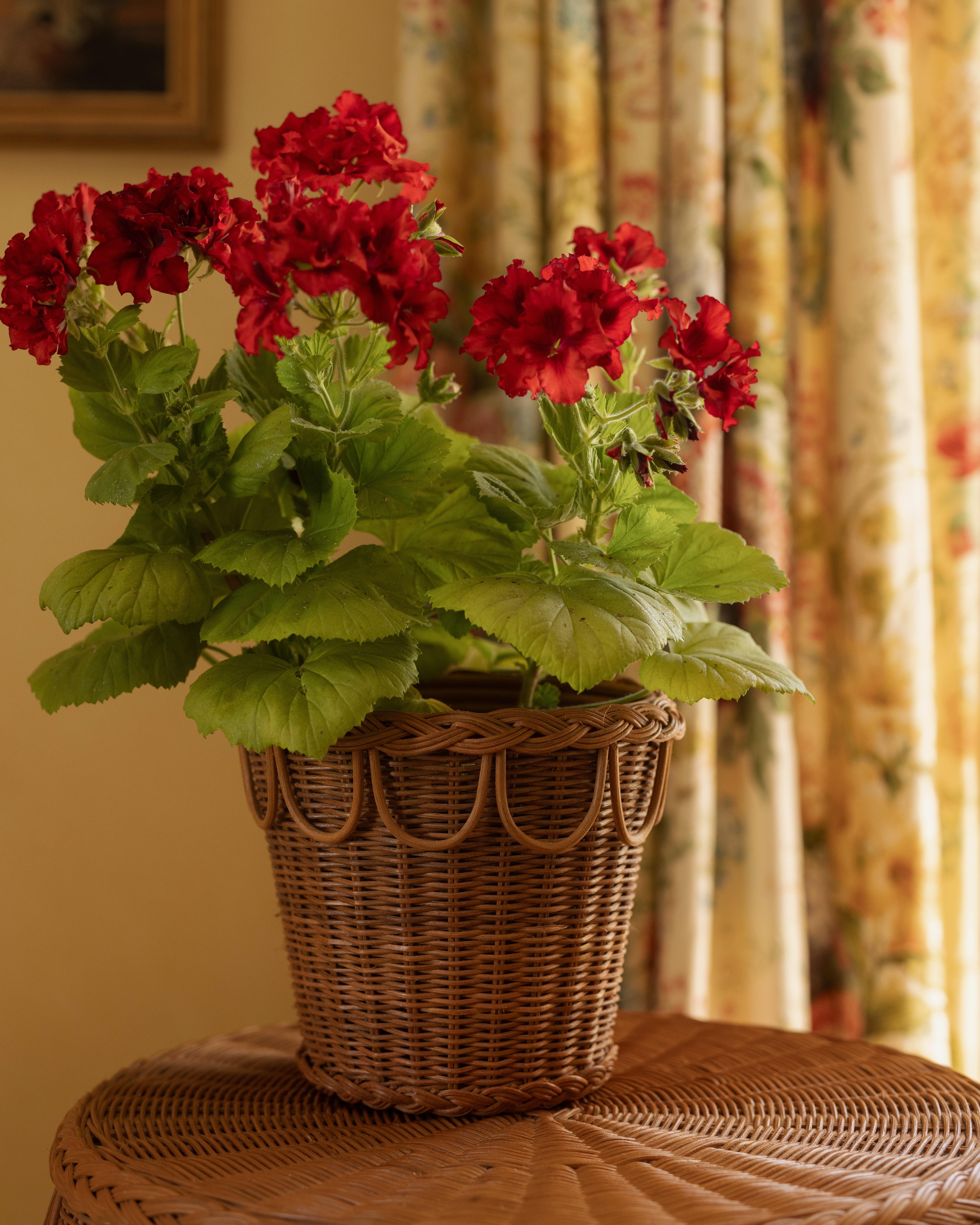 Rotin Pinet Pot Natural Honey Rattan, moyen, moderne, accessoire rustique de Louise Roe en vente