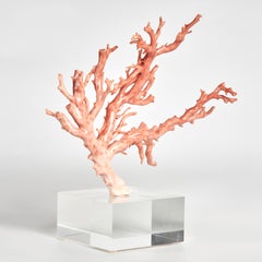 Specimen di corallo rosa su base di lucite