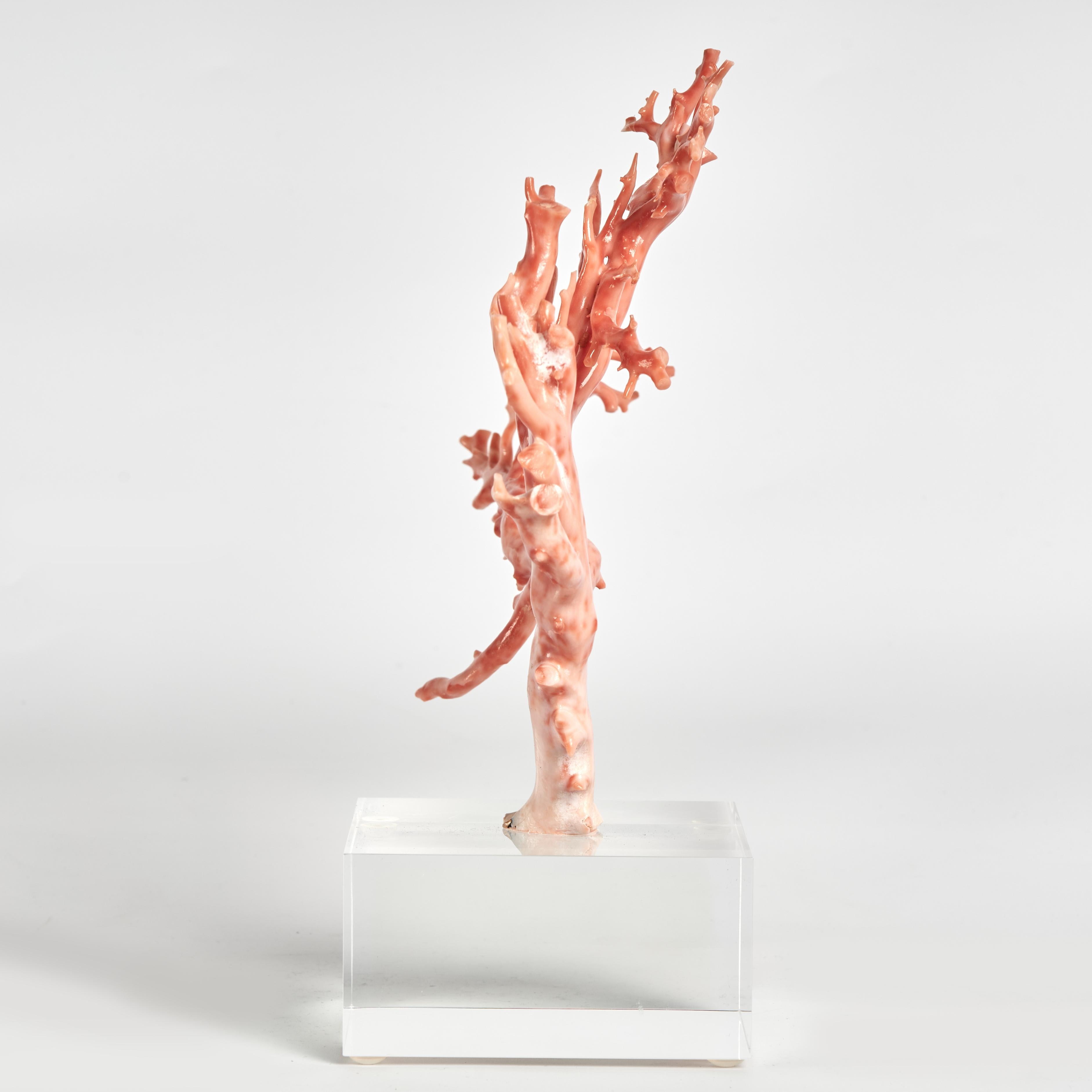 Rosa Koralle Probe auf Lucite Basis (Moderne der Mitte des Jahrhunderts) im Angebot
