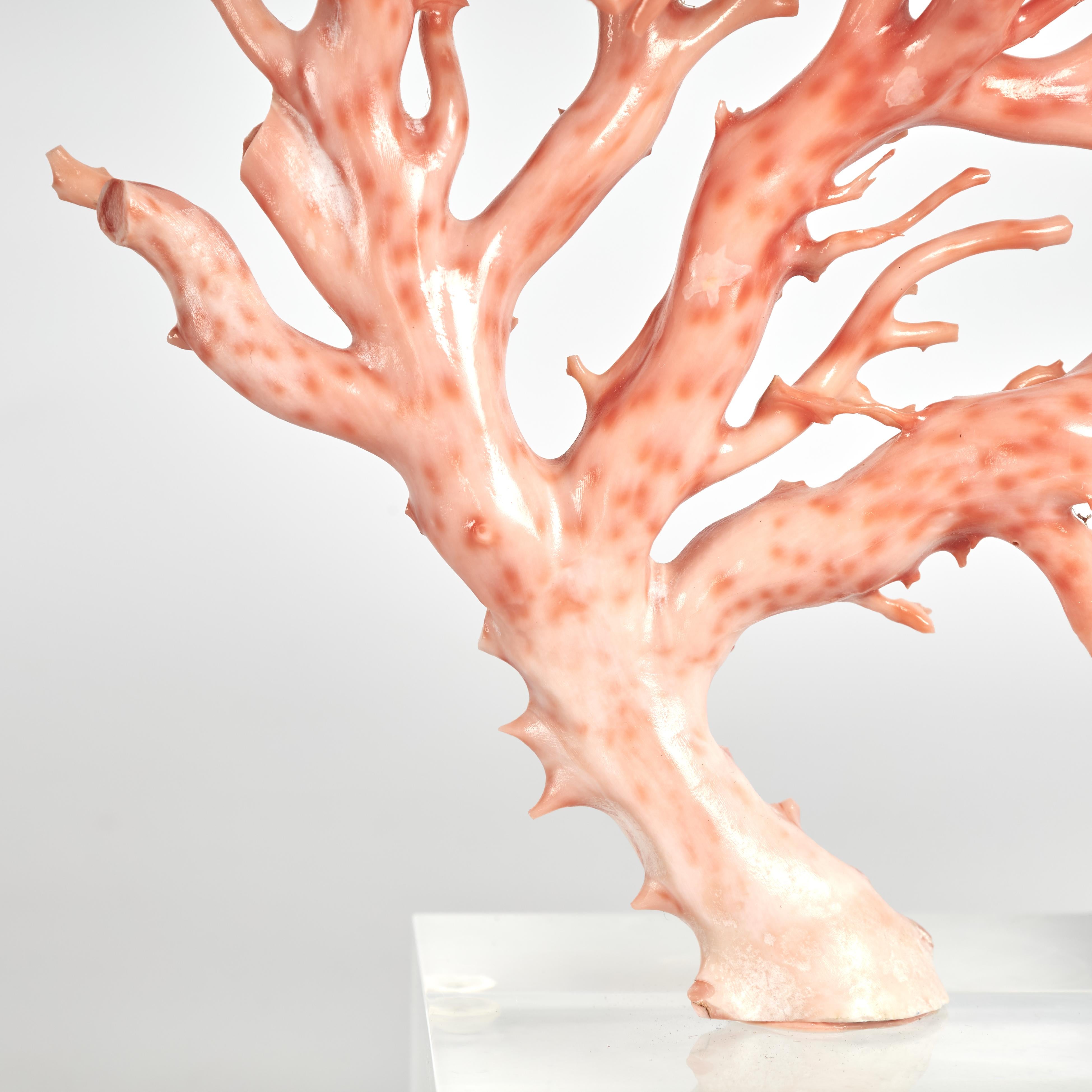 Rosa Koralle Probe auf Lucite Basis im Angebot 1