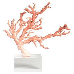Pink Coral Specimen on Lucite Base