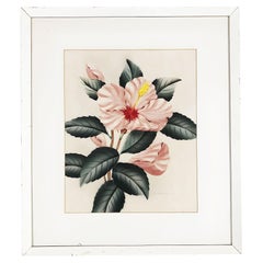 Pittura ad acquerello su carta con ibisco rosa firmata da Shirrell Graves, incorniciata