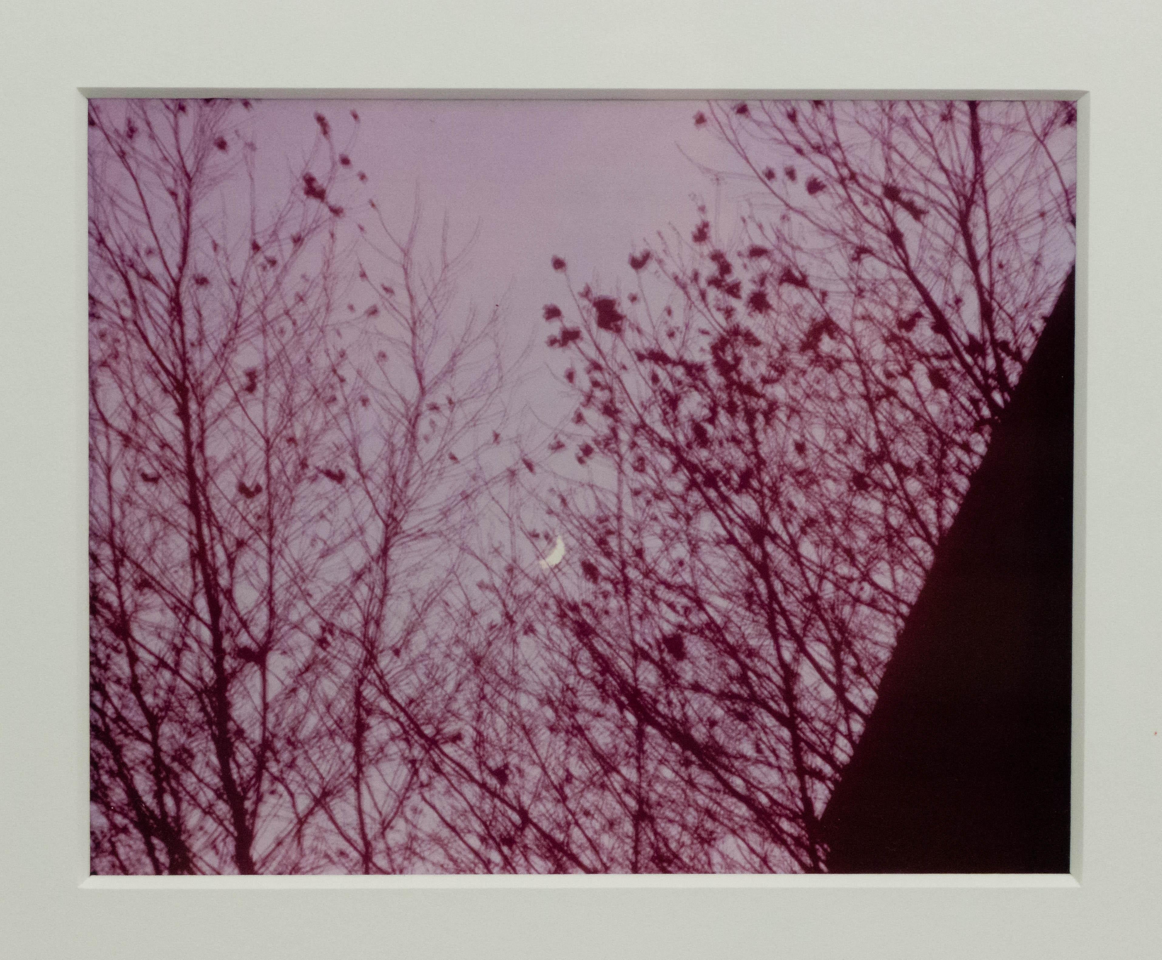 American Pink-Toned Color Photograph of the Moon at Dusk