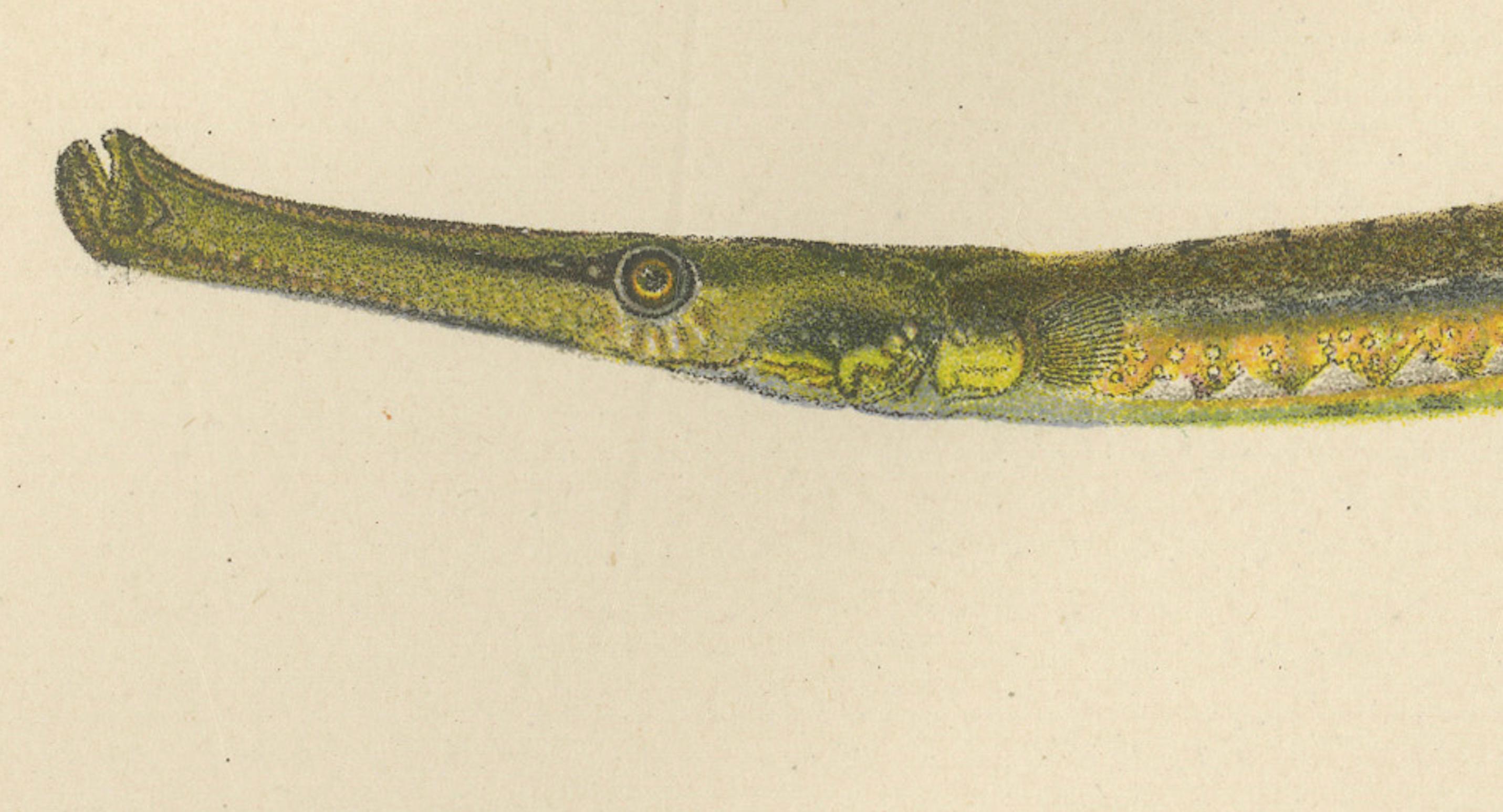 Pipefish and Worm Pipefish - Graceful and Slender Scandinavian Fish Lithograph  

This captivating 19th-century lithograph from *Skandinaviens Fiskar* features an array of long, slender pipefish and worm pipefish species native to Scandinavian