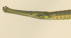 Pipefish and Worm Pipefish - Graceful and Slender Scandinavian Fish Lithograph