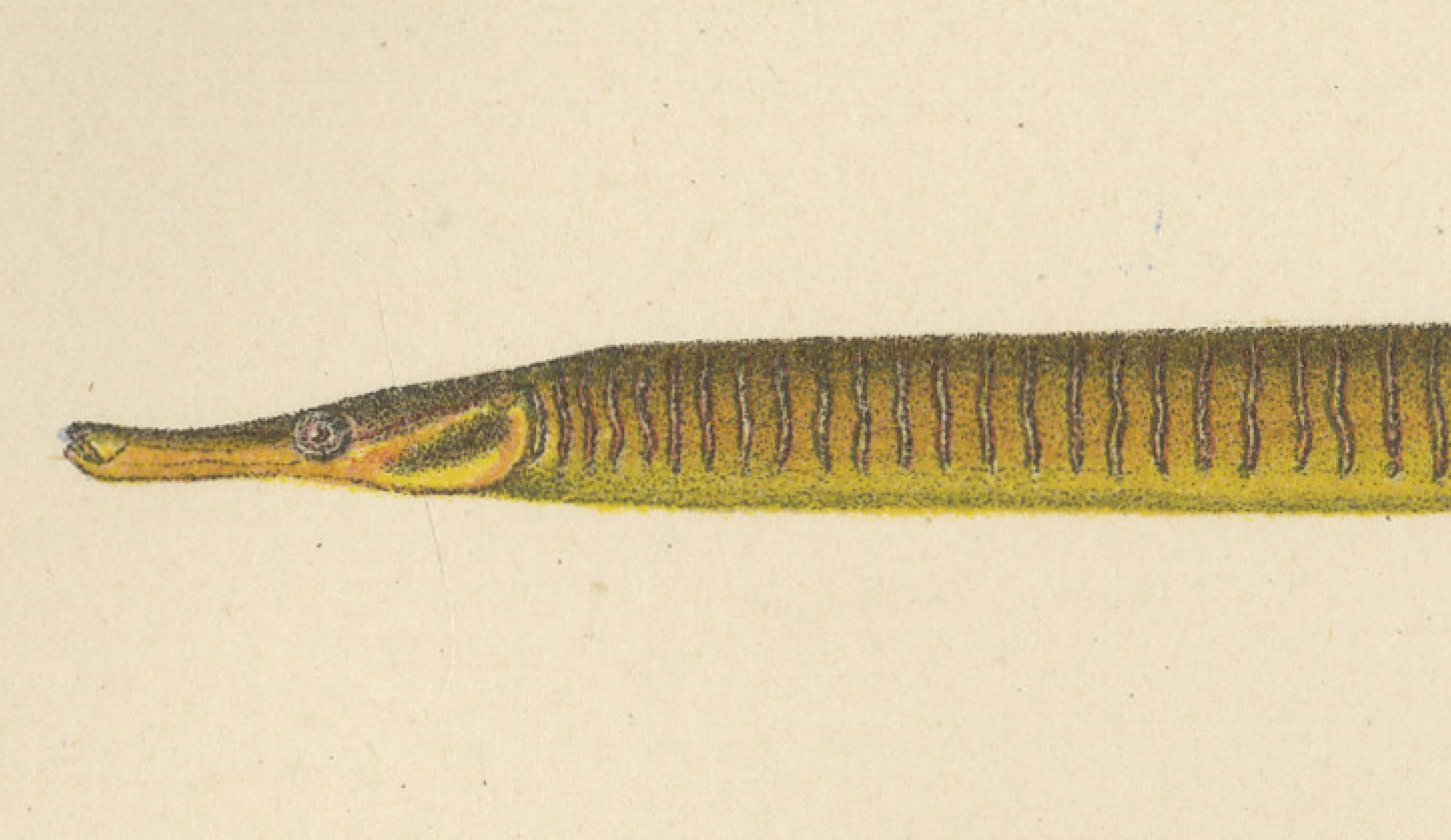 Pipefish and Worm Pipefish - Graceful and Slender Scandinavian Fish Lithograph In Good Condition For Sale In Langweer, NL