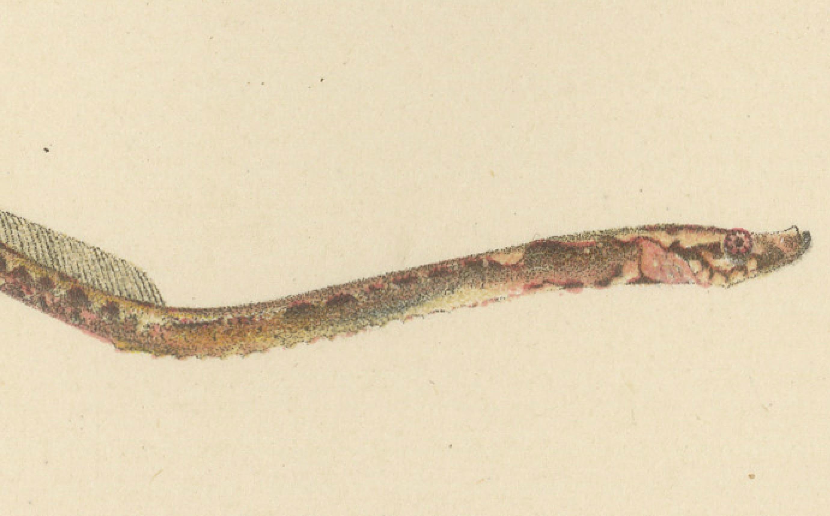 Late 19th Century Pipefish and Worm Pipefish - Graceful and Slender Scandinavian Fish Lithograph For Sale