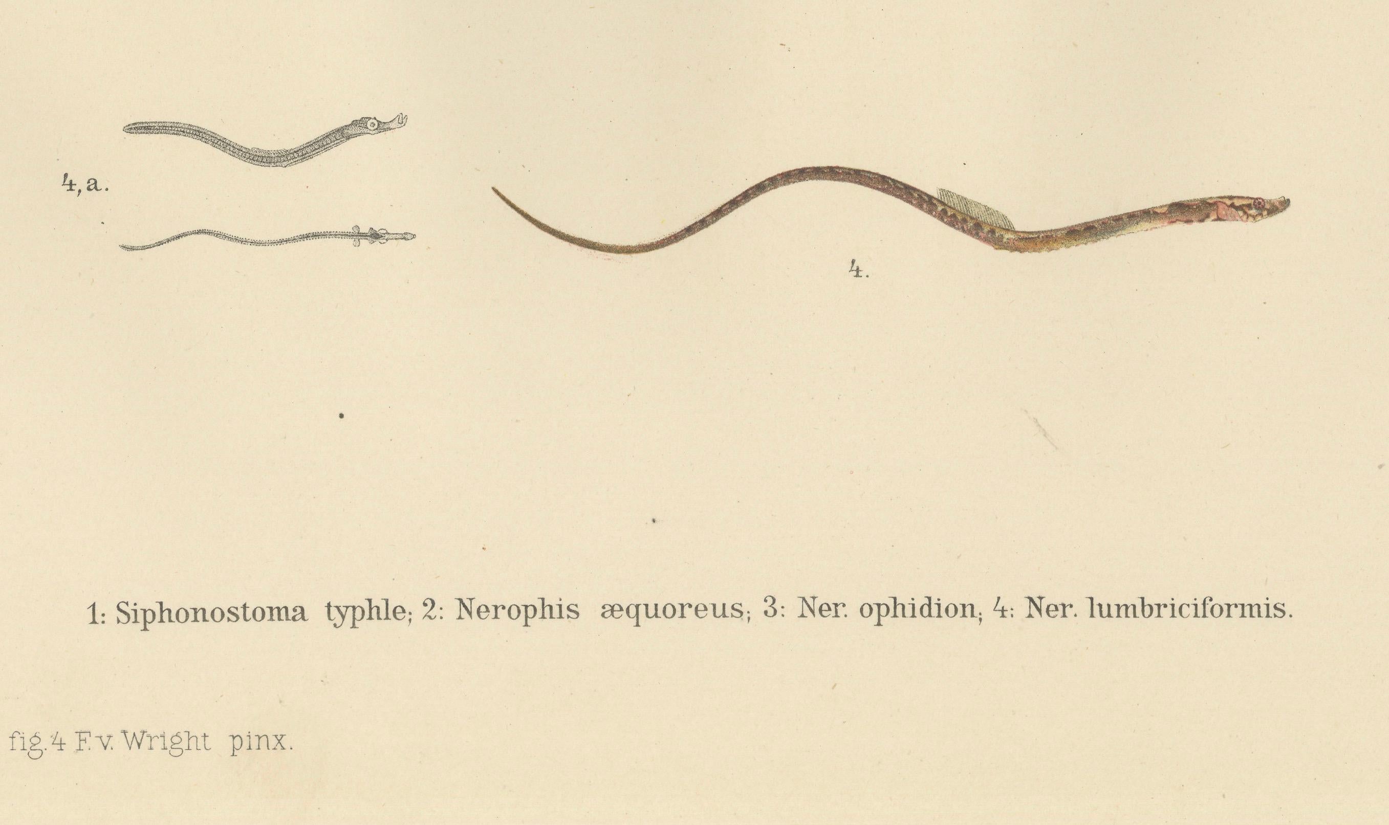 Paper Pipefish and Worm Pipefish - Graceful and Slender Scandinavian Fish Lithograph For Sale