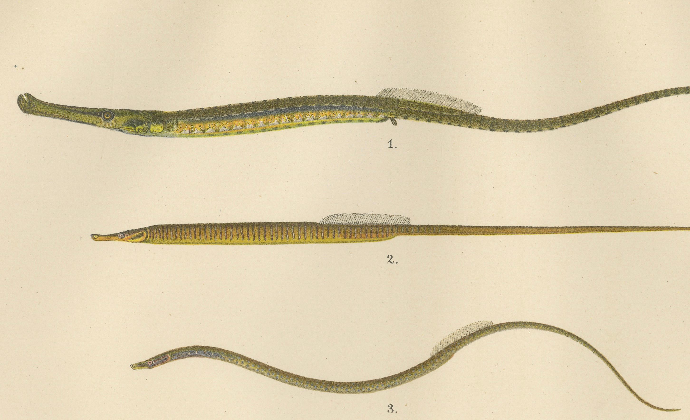 Pipefish and Worm Pipefish - Graceful and Slender Scandinavian Fish Lithograph For Sale 1