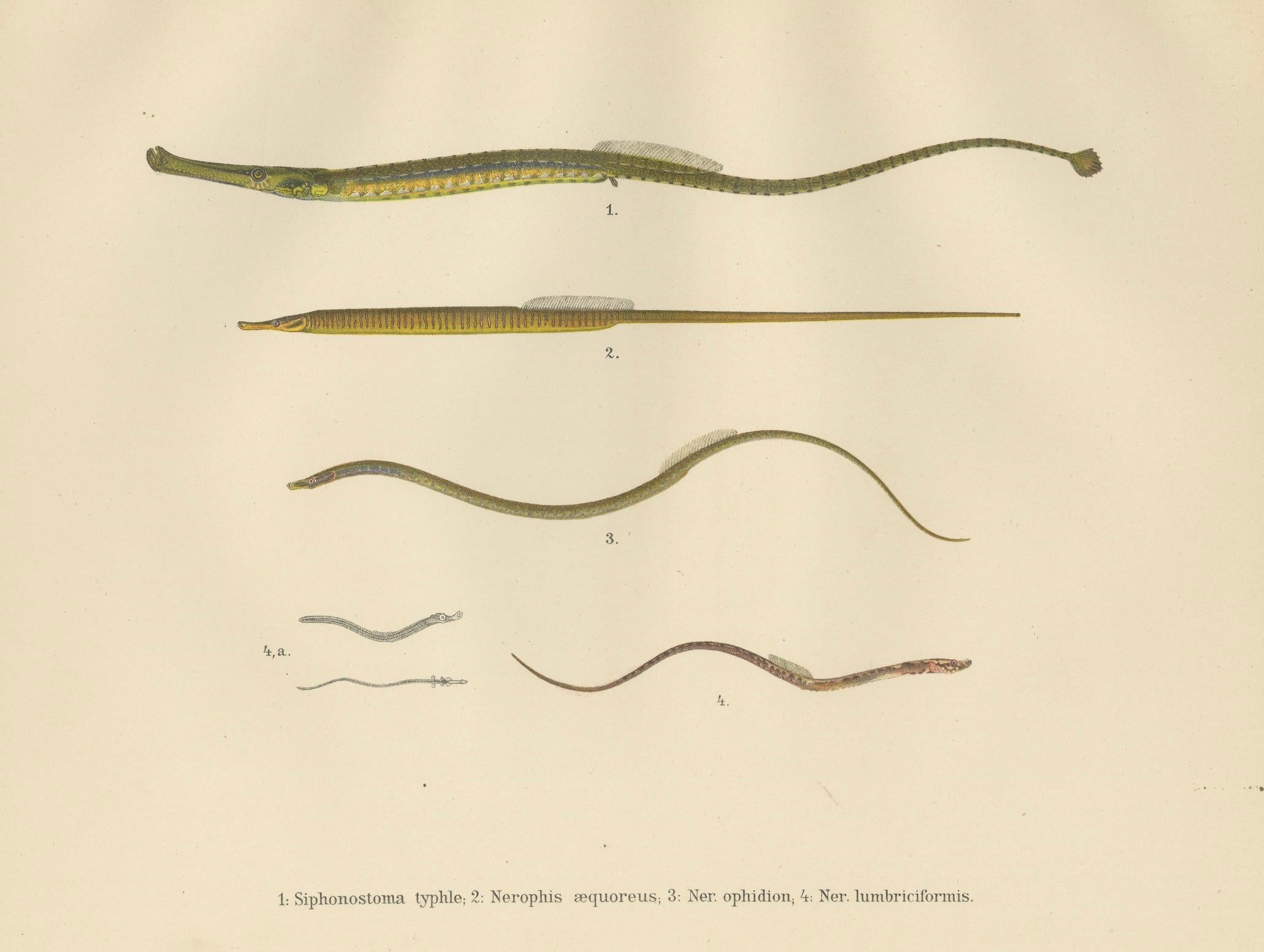 Pipefish and Worm Pipefish - Graceful and Slender Scandinavian Fish Lithograph For Sale 2