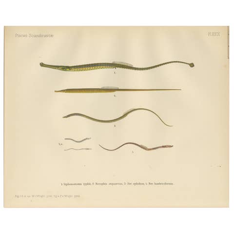 Pipefish and Worm Pipefish - Graceful and Slender Scandinavian Fish Lithograph