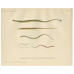 Pipefish and Worm Pipefish - Graceful and Slender Scandinavian Fish Lithograph