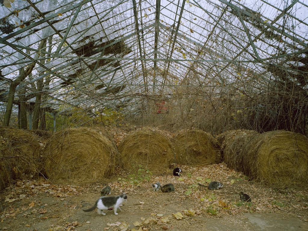 Pipo Nguyen-Duy Landscape Photograph - Untitled (10-02-C-02.2009)