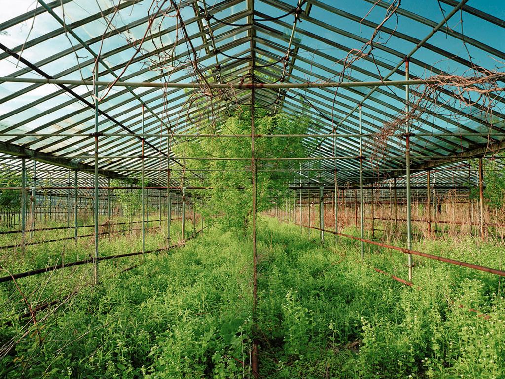 Pipo Nguyen-Duy Color Photograph - Untitled (Greenery, 03.2004)