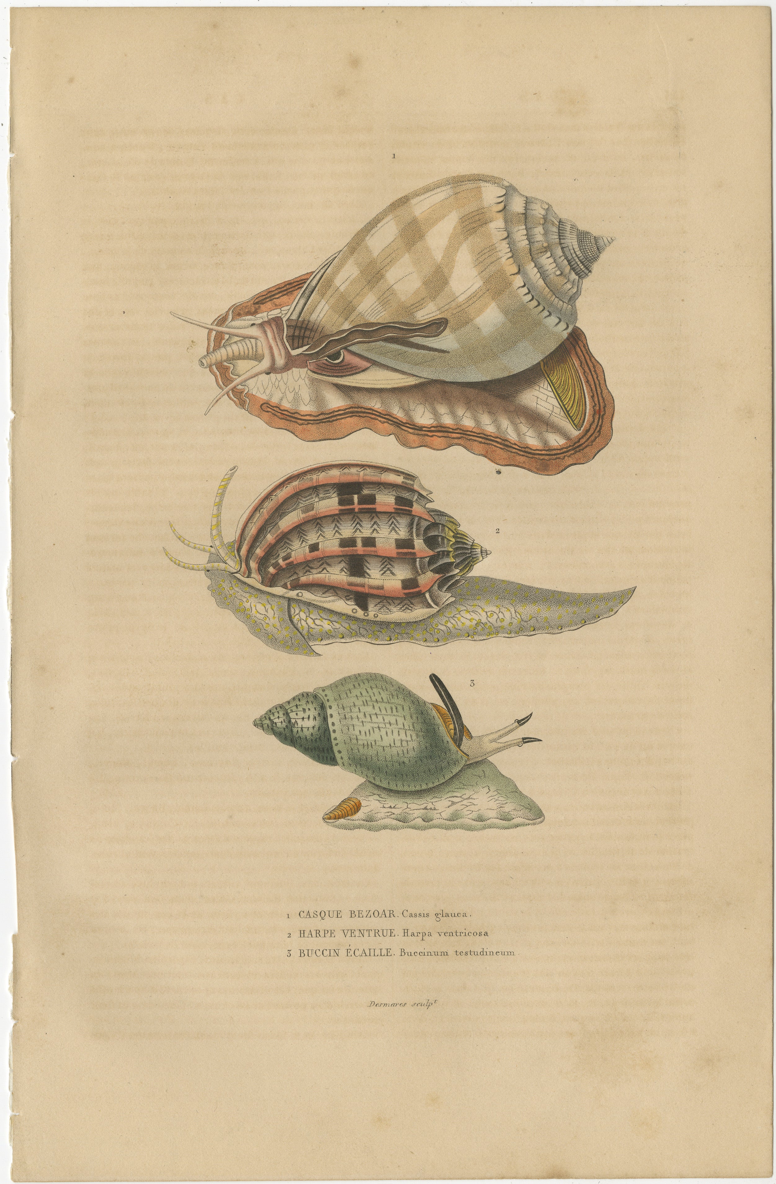 This print from Pierre Auguste Joseph Drapiez's 'Dictionnaire Classique des Sciences Naturelles' illustrates three types of sea snails, each rendered with meticulous attention to detail:

1. **Casque Bézoard (Cassis glauca)**: This is likely a