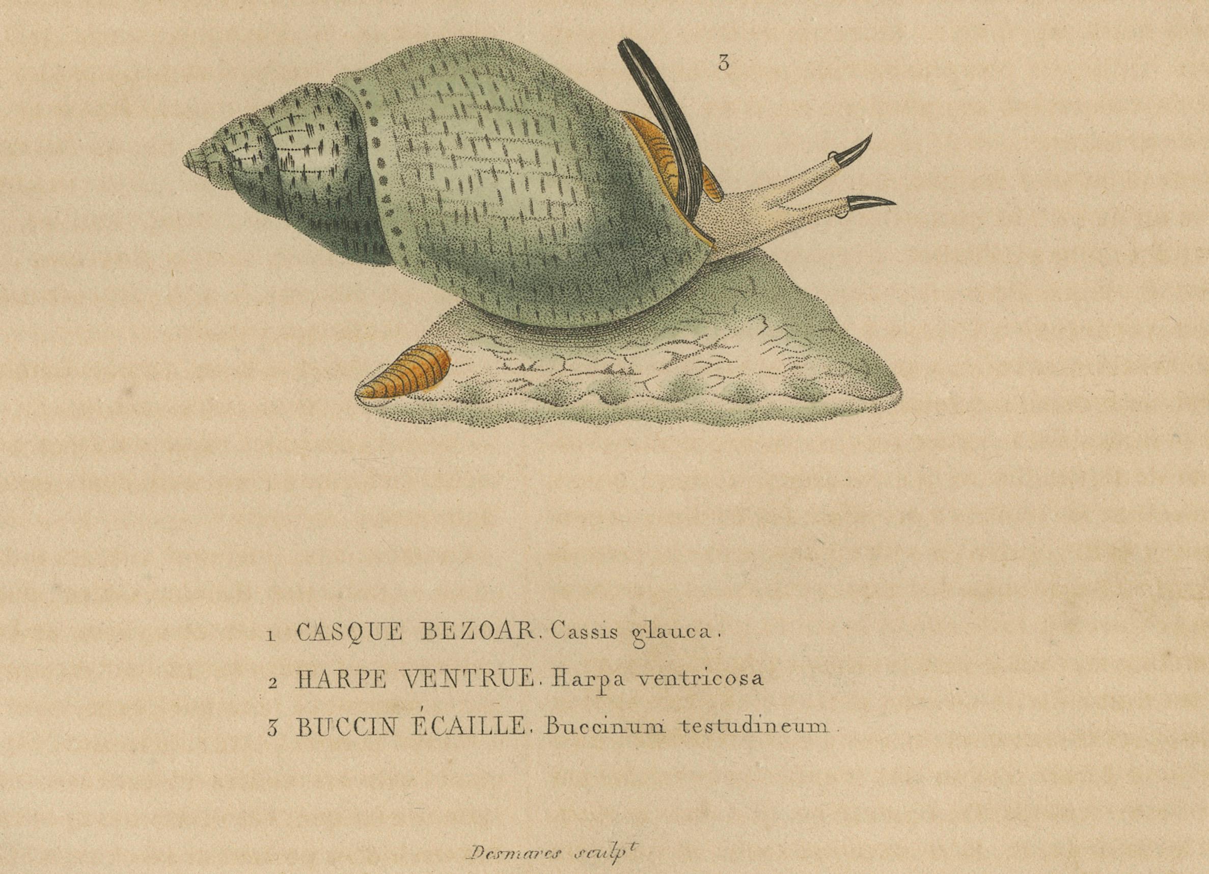Engraved pirals of the Sea: Artistic Renderings of 19th Century Gastropods, 1845 For Sale