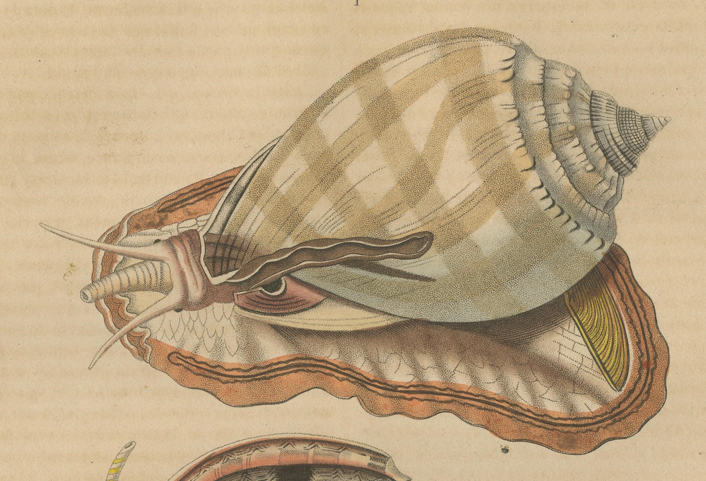 Mid-19th Century pirals of the Sea: Artistic Renderings of 19th Century Gastropods, 1845 For Sale