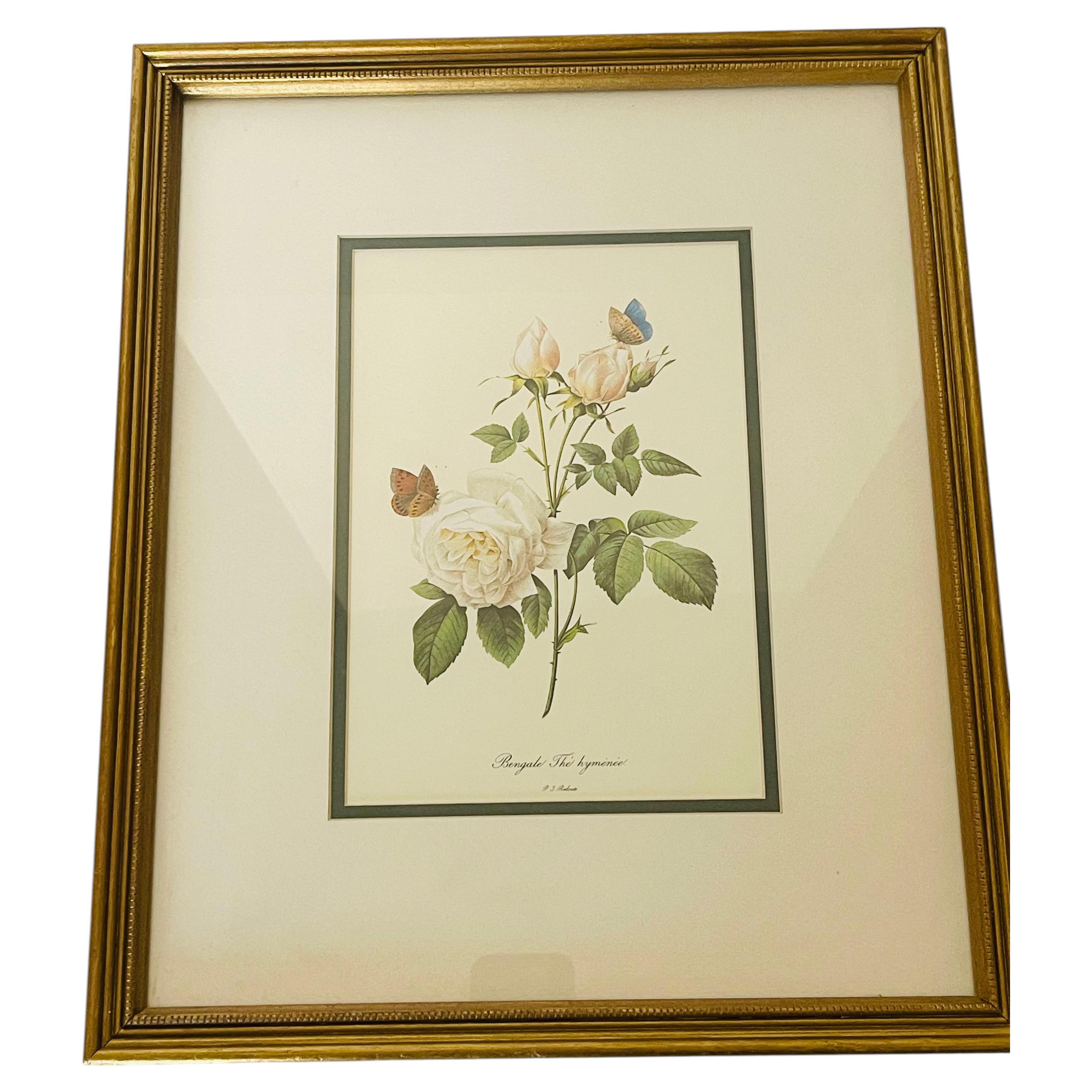P.J.Redoute Chromolithograph of Roses in Gold Frame