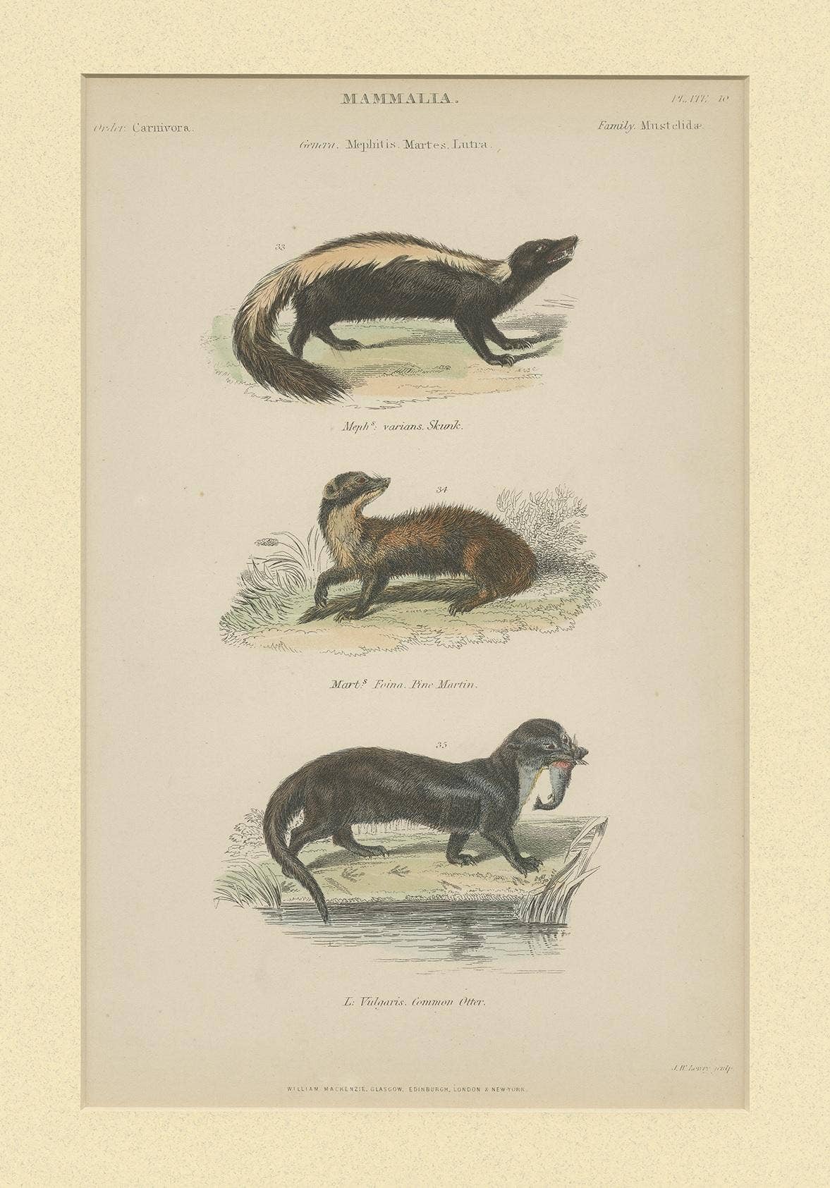 Pl. 10 Antique Print of a Skunk, Martin and Otter by Richardson 'circa 1860'