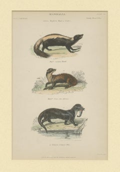 Pl. 10 Antique Print of a Skunk, Martin and Otter by Richardson 'circa 1860'
