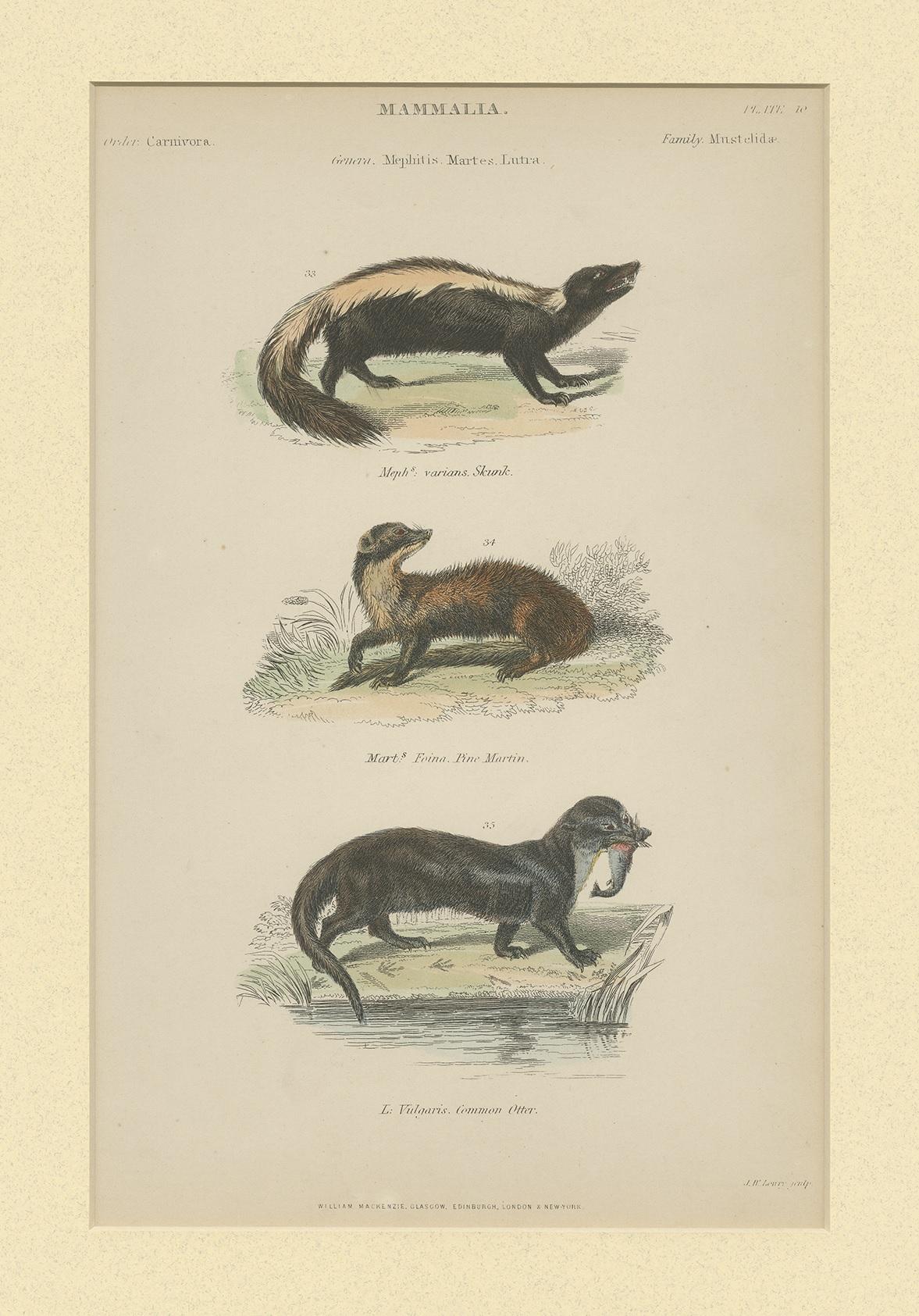 XIXe siècle Pl. 10 Impression ancienne d'un putois:: d'une martin et d'une loutre par Richardson 'circa 1860' en vente