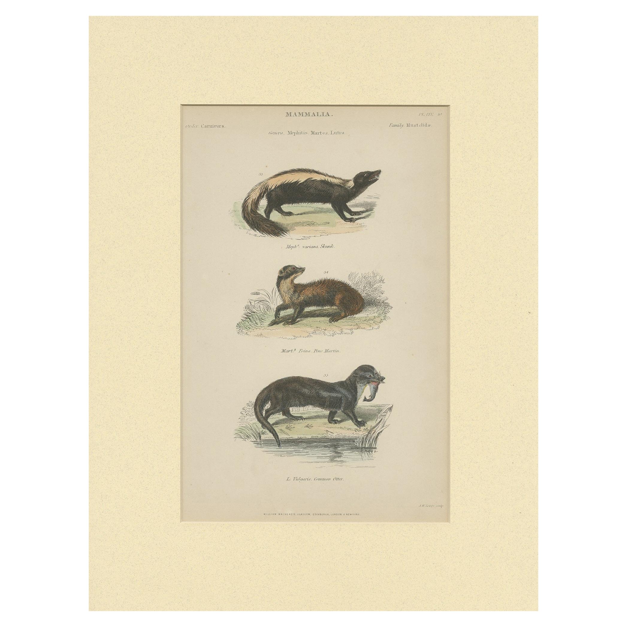 Pl. 10 Antique Print of a Skunk, Martin and Otter by Richardson 'circa 1860'
