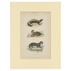 Pl. 10 Impression ancienne d'un putois:: d'une martin et d'une loutre par Richardson 'circa 1860'