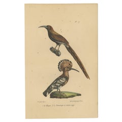 Pl. 117 Antique Bird Print of a Hoopoe and Mockingbird by Lejeune 'c.1830'