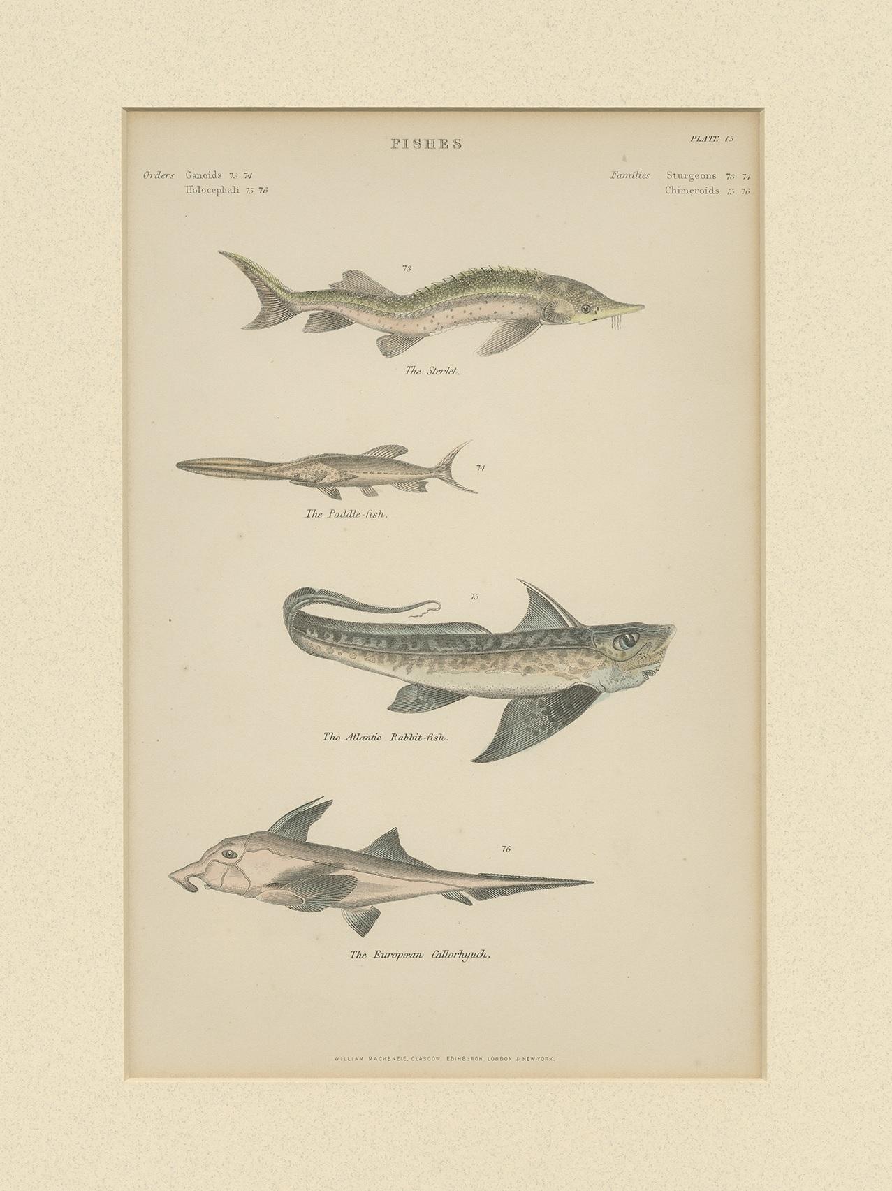 Antique print titled 'Fishes'. Print of various fishes including the sterlet, paddlefish, rabbitfish and European callorhyuch. This print originates from 'The Museum of Natural History' by John Richardson. Published by William