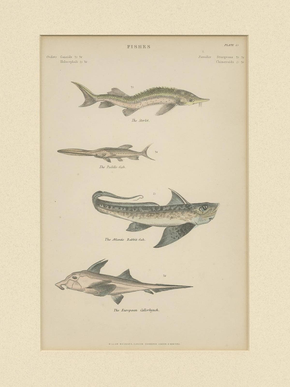 Pl. 15 Antique Print of Various Fishes by Richardson, circa 1860