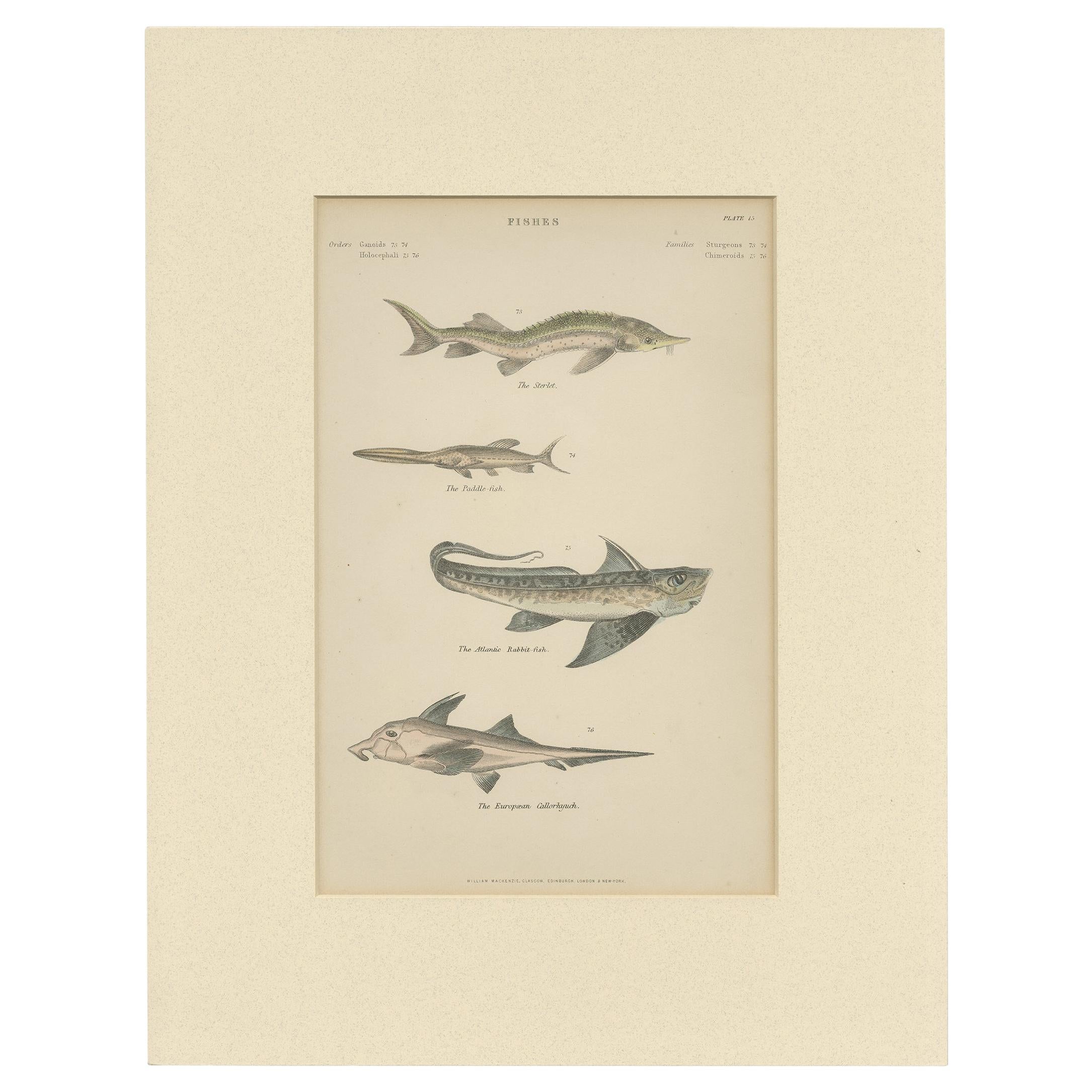 Pl. 15 Stampa antica di vari pesci di Richardson, 1860 circa