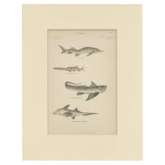 Pl. 15 Antique Print of Various Fishes by Richardson, circa 1860
