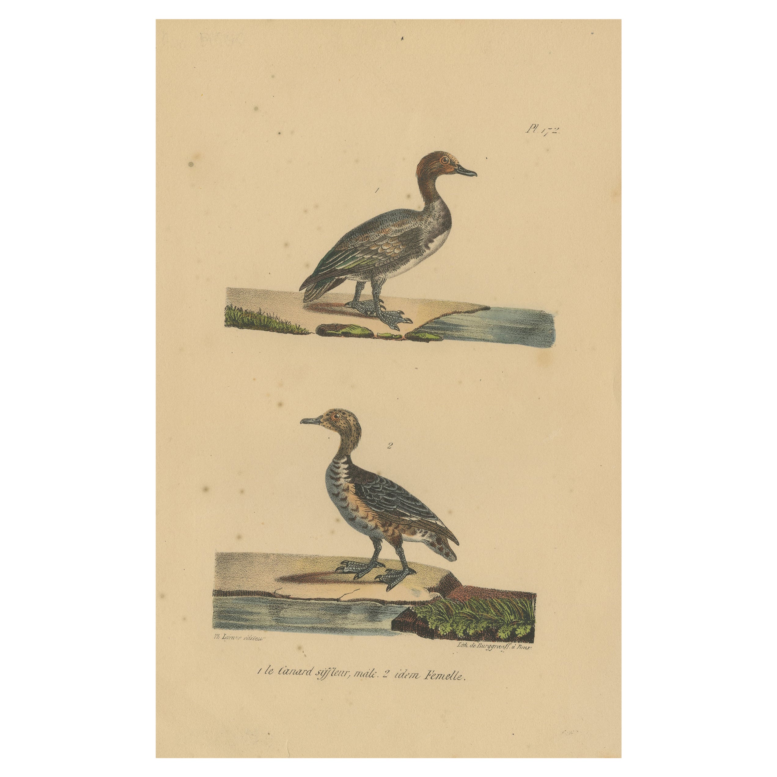 Impression oiseau ancienne du wigeon égyptien Pl. 172 par Lejeune, vers 1830