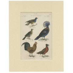 Pl. 18 Antique Print of Various Birds by Richardson, circa 1860