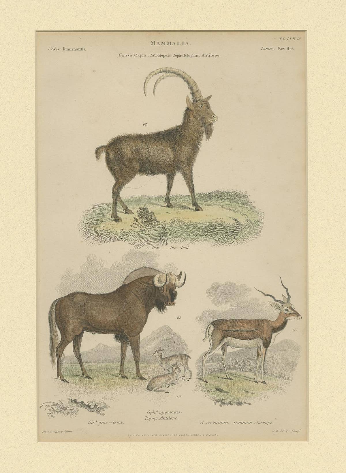 Pl. 19 Antique Print of a Goat, Gnu and Antelope by Richardson 'circa 1860'