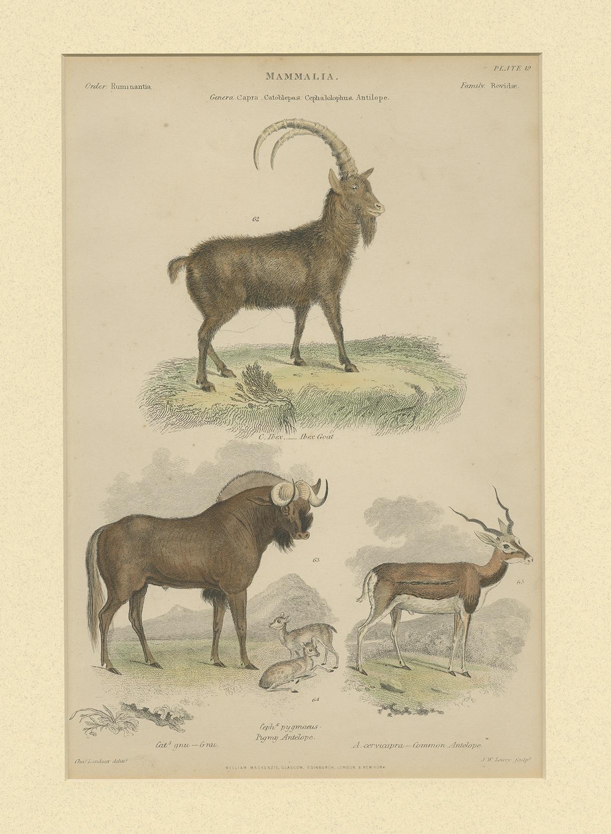 XIXe siècle Pl. 19 Impression ancienne d'une chèvre:: d'un gnou et d'une antilope par Richardson 'circa 1860' en vente