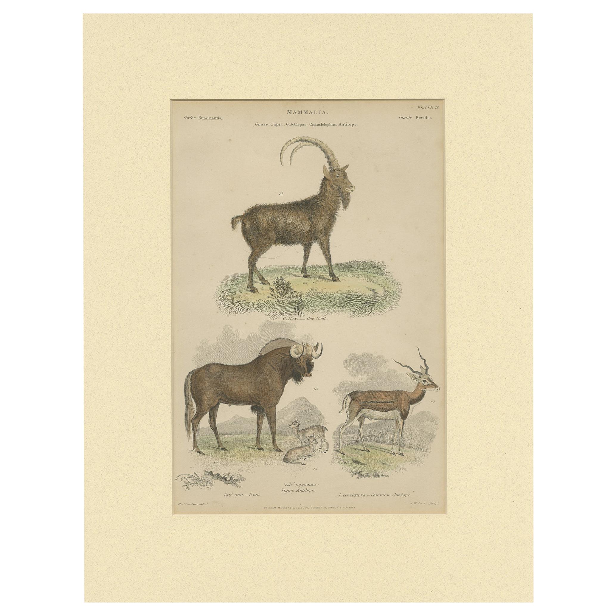 Pl. 19 Antique Print of a Goat, Gnu and Antelope by Richardson 'circa 1860'