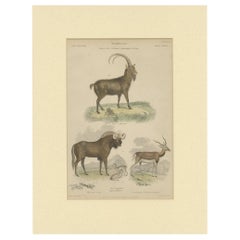 Pl. 19 Impression ancienne d'une chèvre:: d'un gnou et d'une antilope par Richardson 'circa 1860'