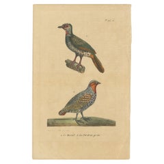 Impression oiseau ancienne Pl. 23 du Marail Guan et d'une partridge par Lejeune 'c.1830'