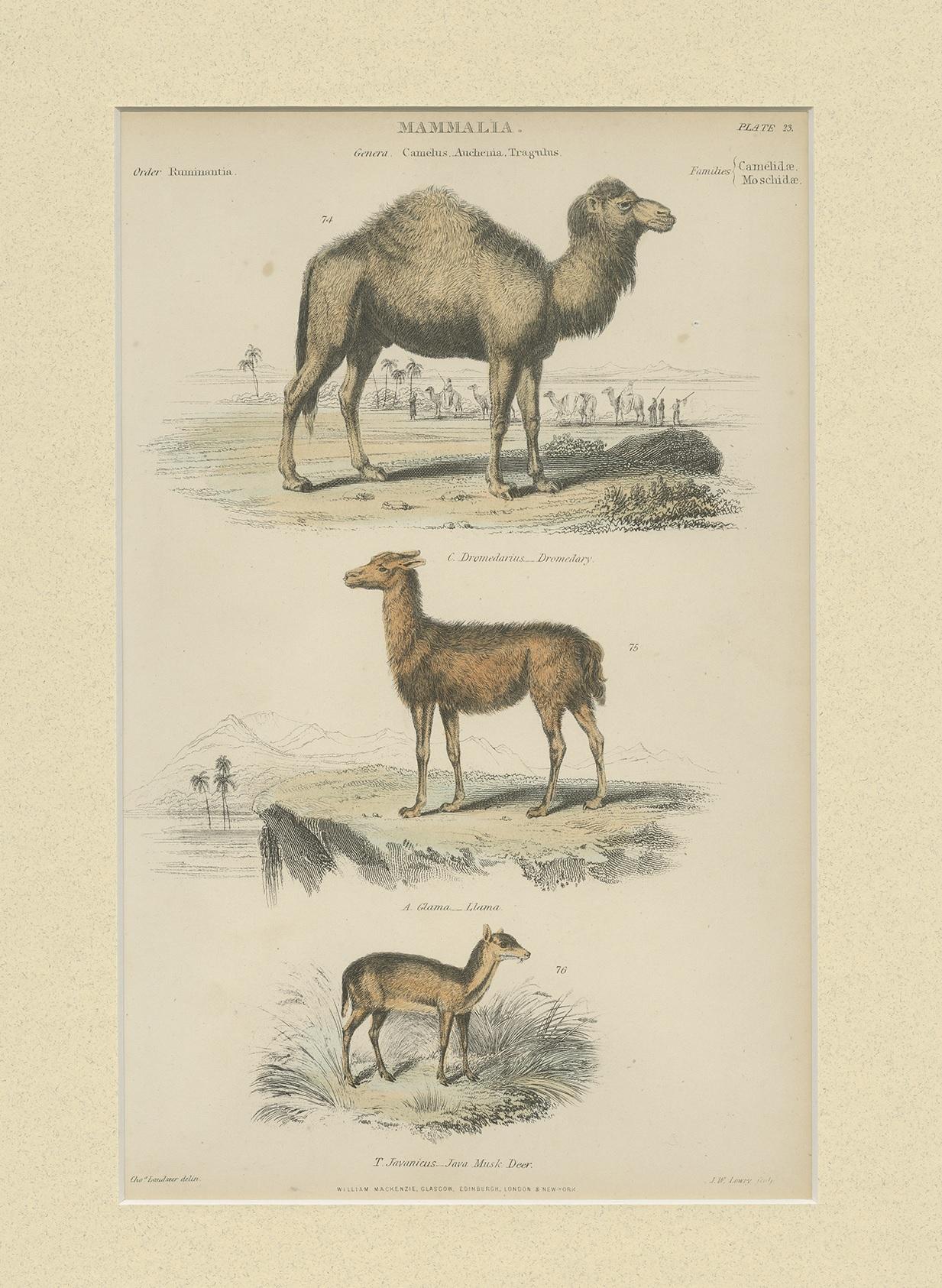Antique print titled 'Mammalia'. Print of a dromedary, lama and Java musk deer. This print originates from 'The Museum of Natural History' by John Richardson. Published by William Mackenzie.

Passepartout included.