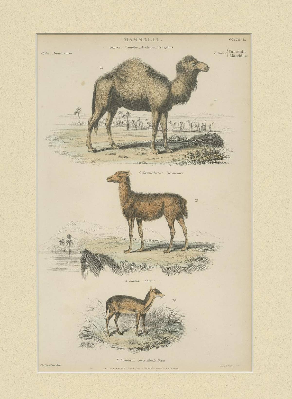 Pl. 23 Antique Print of a Dromedary, Lama and Deer by Richardson 'circa 1860'